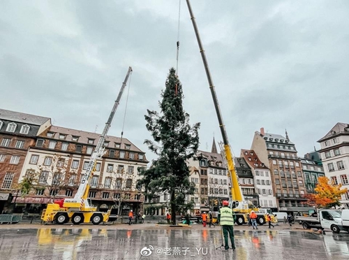 斯特拉斯堡今年的圣诞树已经进城